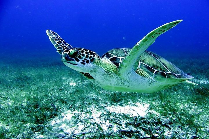 Fajardo Afternoon Snorkeling Adventure Tour - Photo 1 of 14